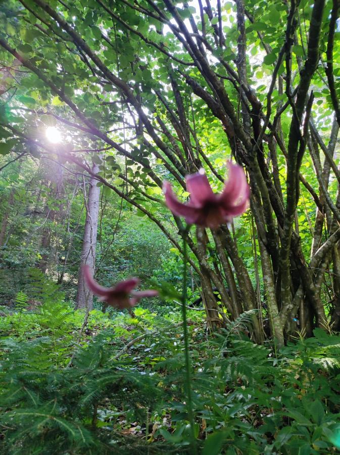 Begunje pri CerkniciHisa Zdravega Oddihaアパートメント エクステリア 写真